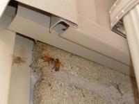 EPM Pest Control Brisbane image 5